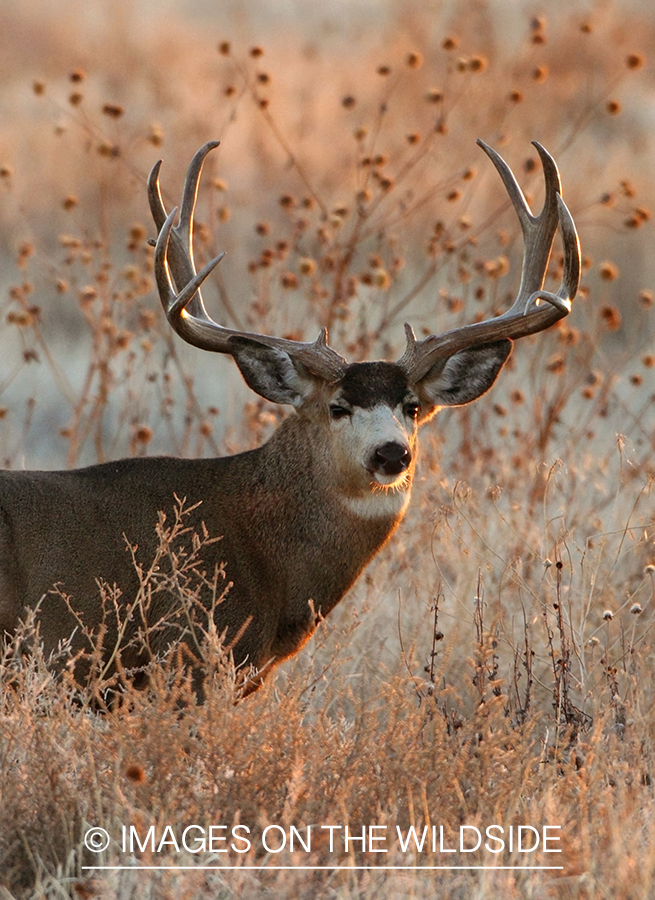 Mule deer buck in habitat.