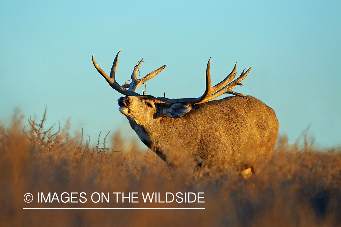 Mule deer buck in field.