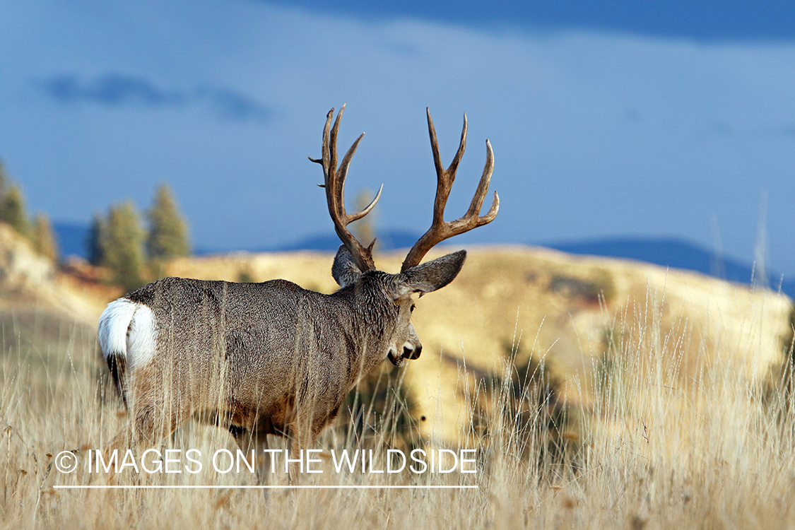 Mule deer buck in field.