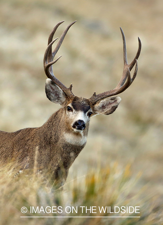 Mule deer buck in field.