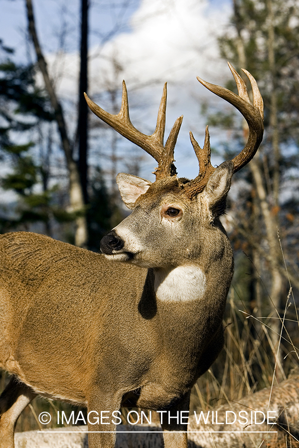 White-tailed deer in habitat