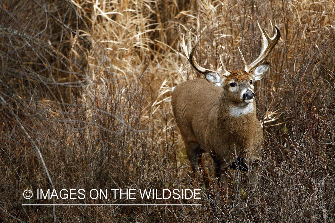 Whitetail Buck