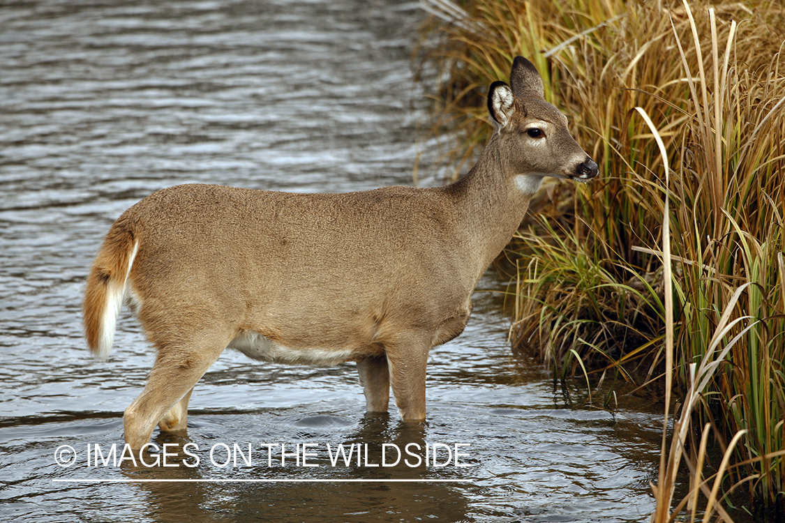 Whitetail Doe