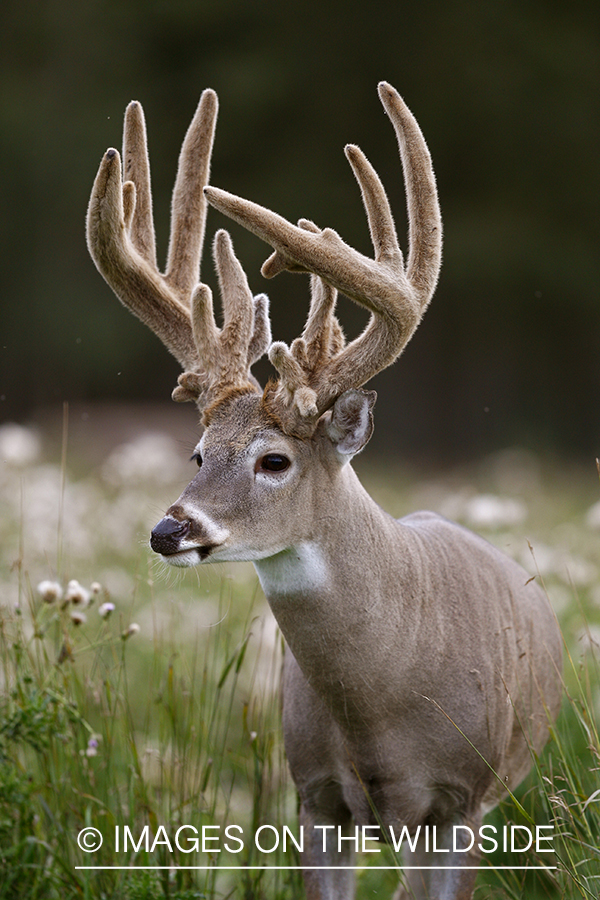 Whitetail buck in velvet