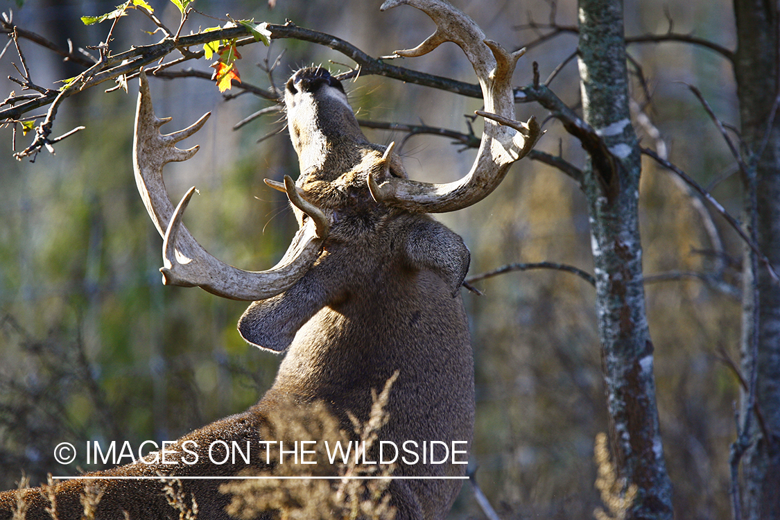 Whitetail buck rubbing antlers in tree.