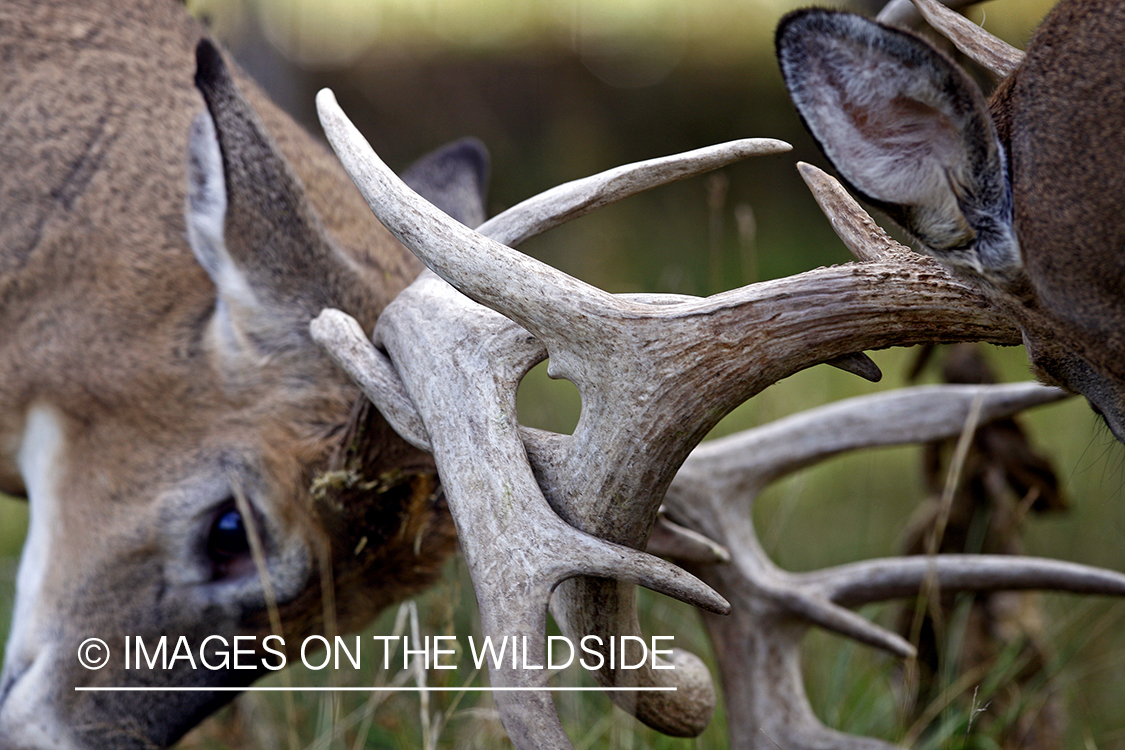 Whitetail bucks fighting