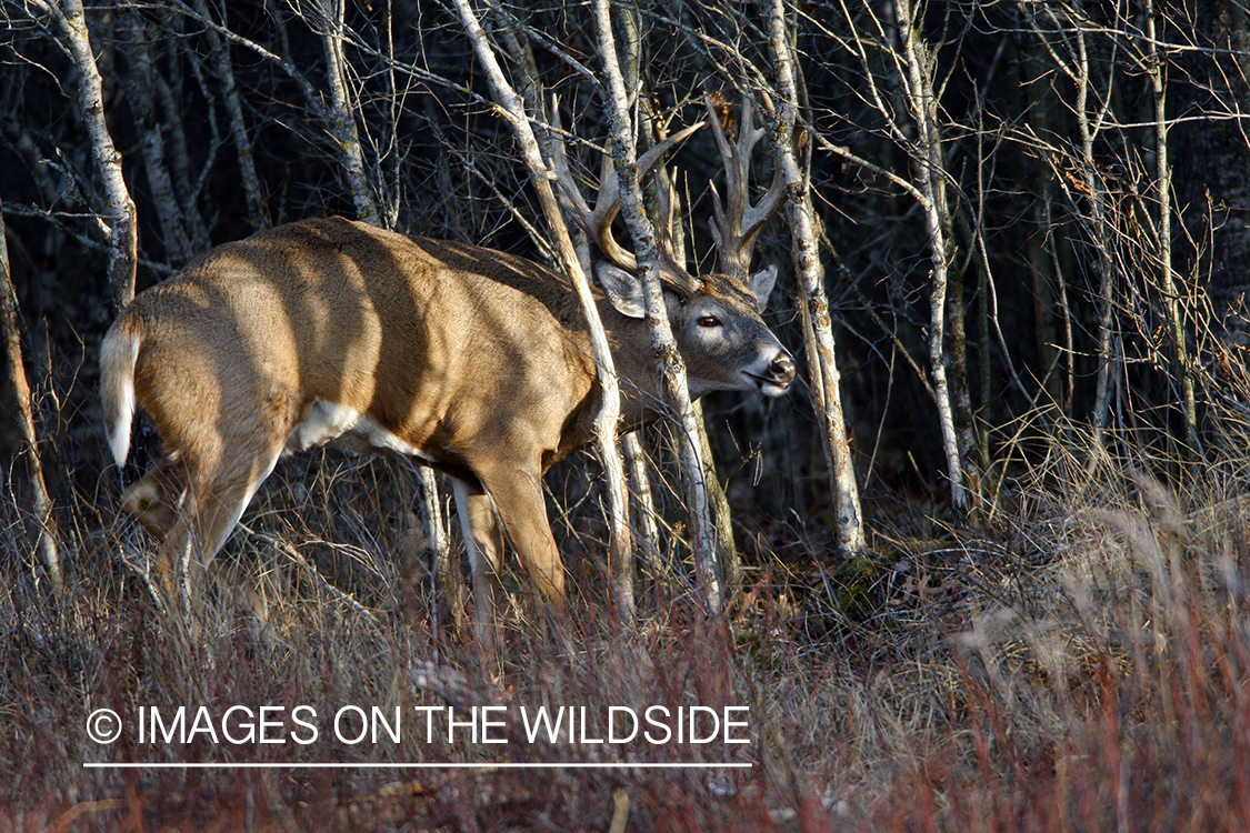 Whitetail buck rubbing antlers on tree.