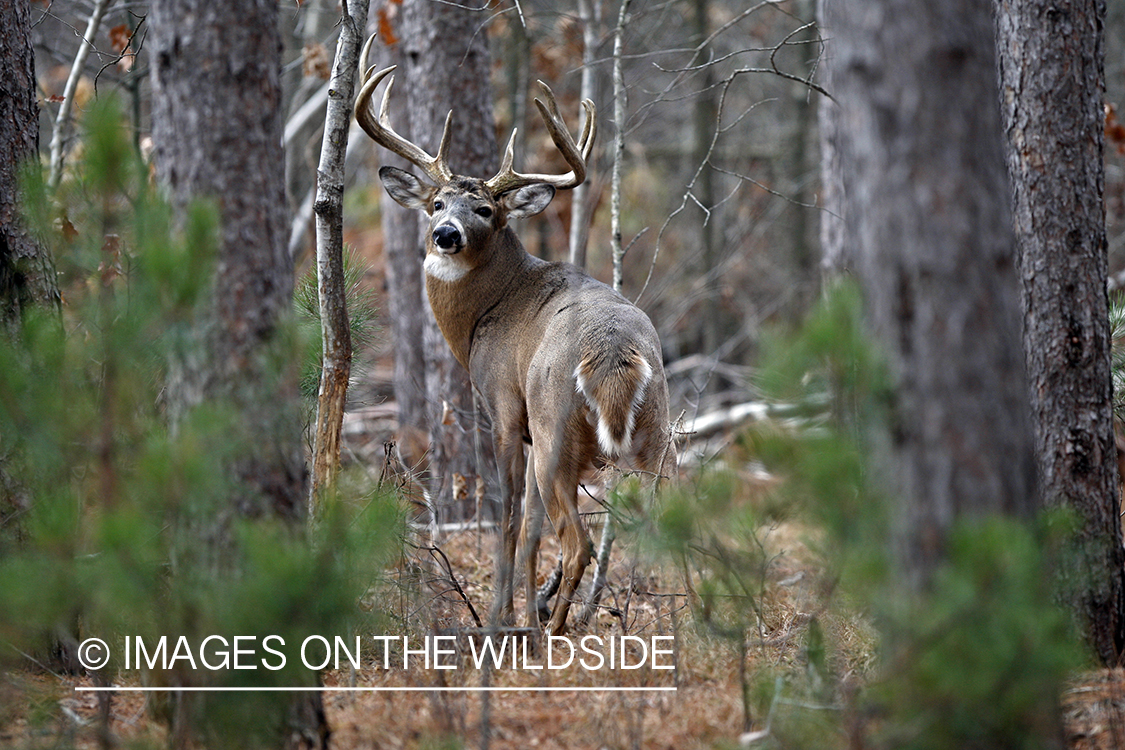 Whitetail buck in habitat.