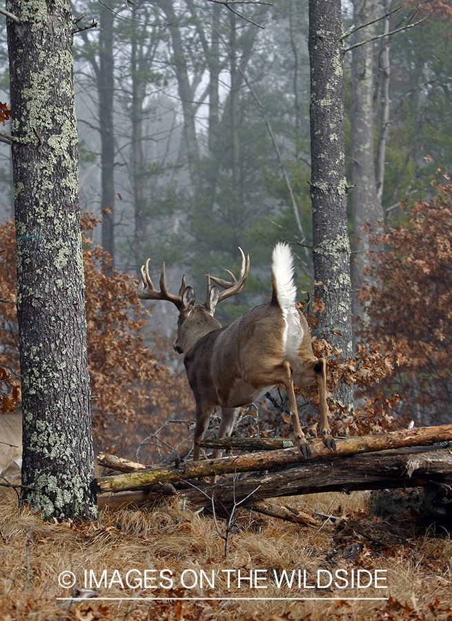 Whitetail buck jumping.