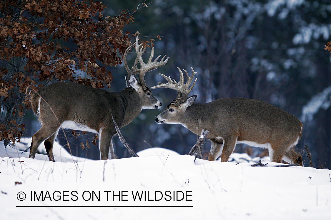 White-tailed buck in habitat.