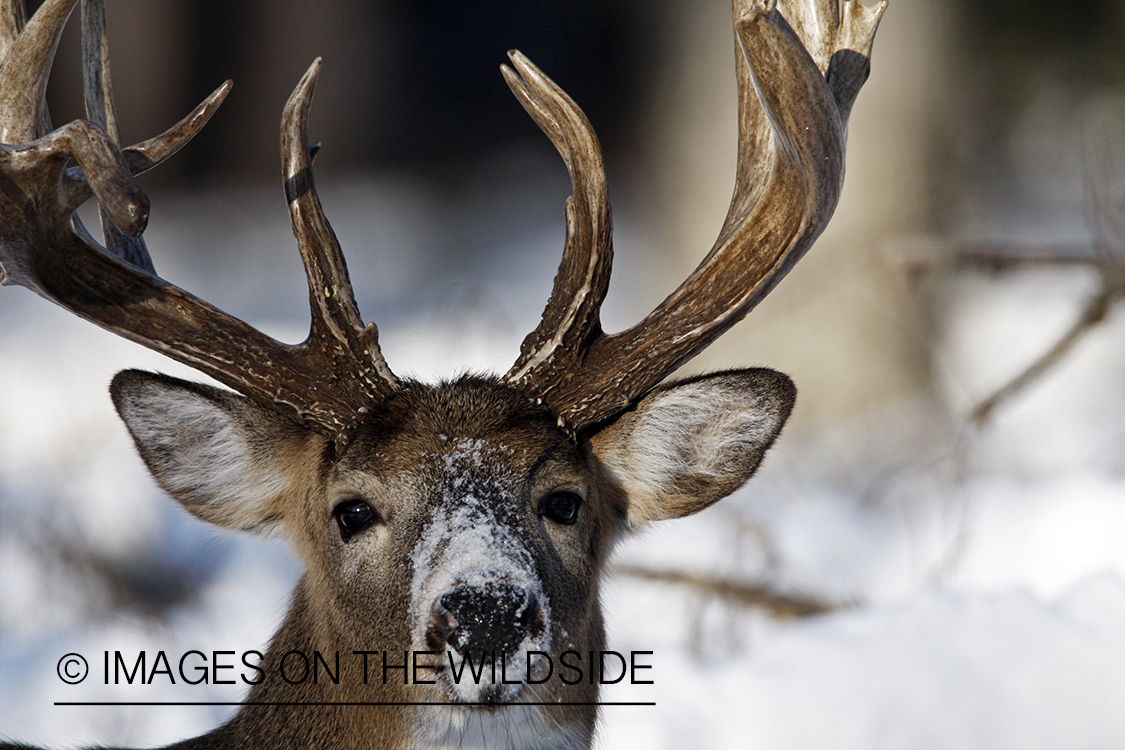 White-tailed buck in habitat.