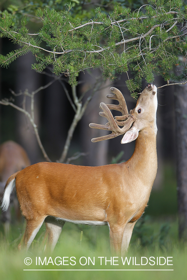 Whie-tailed deer apple creek