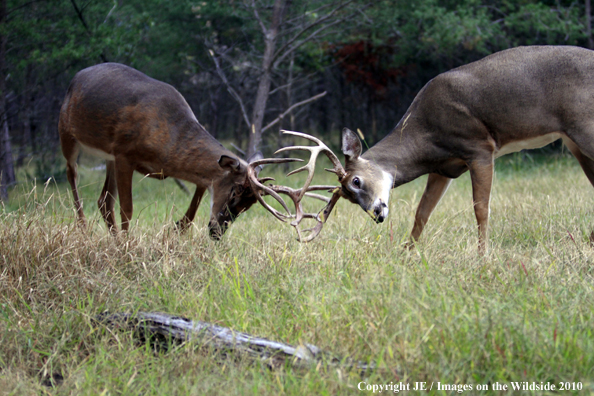 White-tailed bucks in habitat