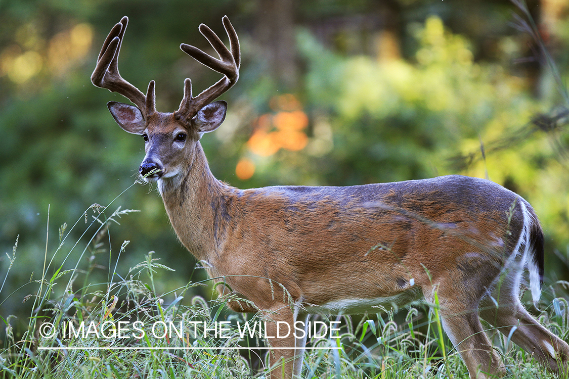 White-tailed buck in velvet 