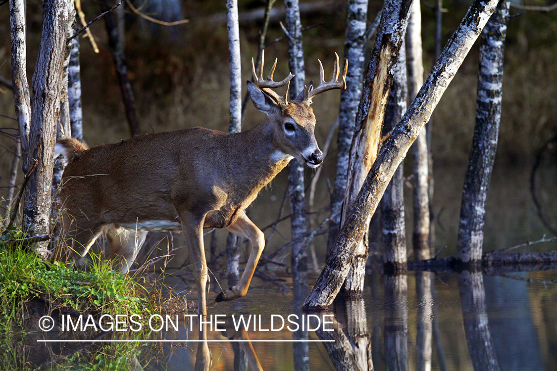 White-tailed buck in habitat. *