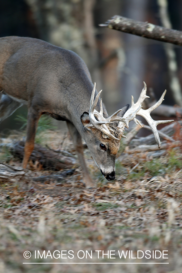 White-tailed buck in habitat. *