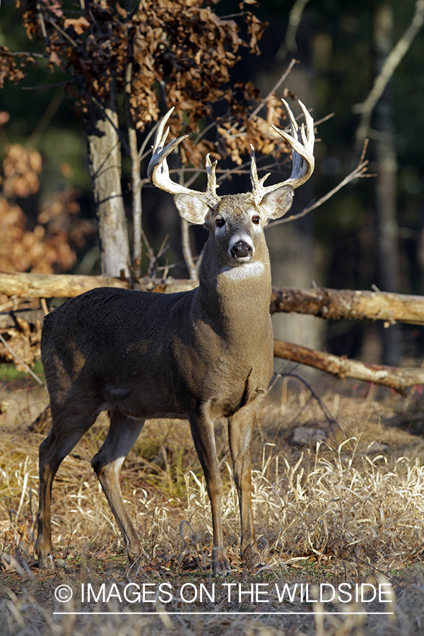 White-tailed buck in habitat. *