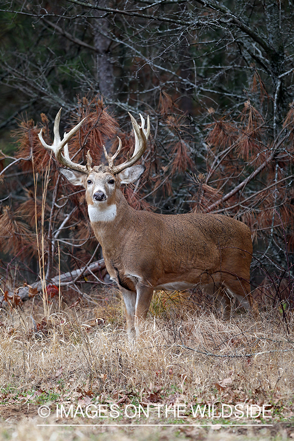 White-tailed buck in habitat. 