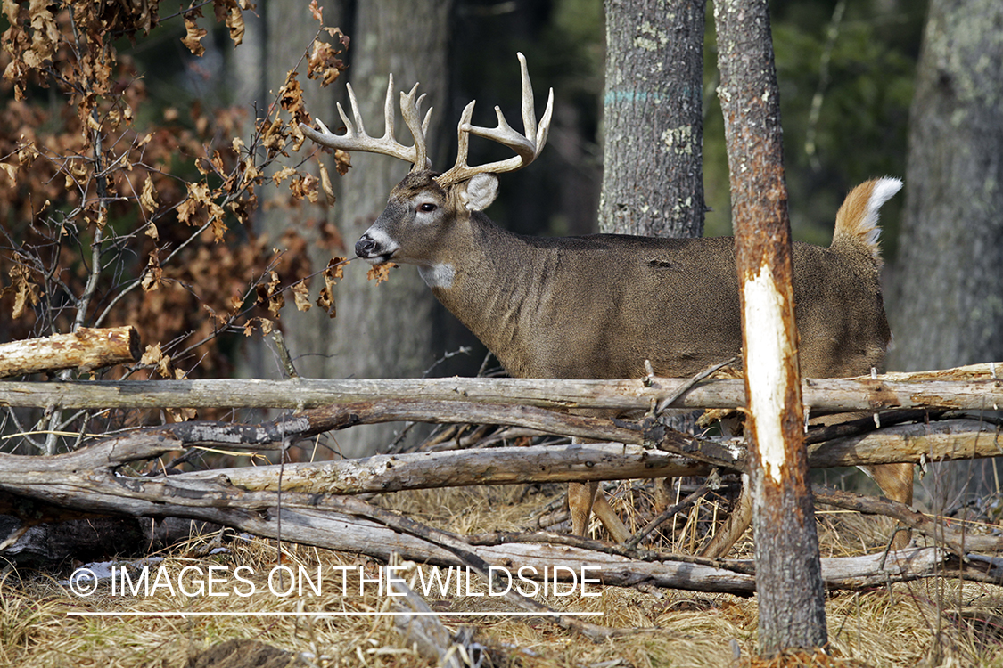 White-tailed buck in habitat. *