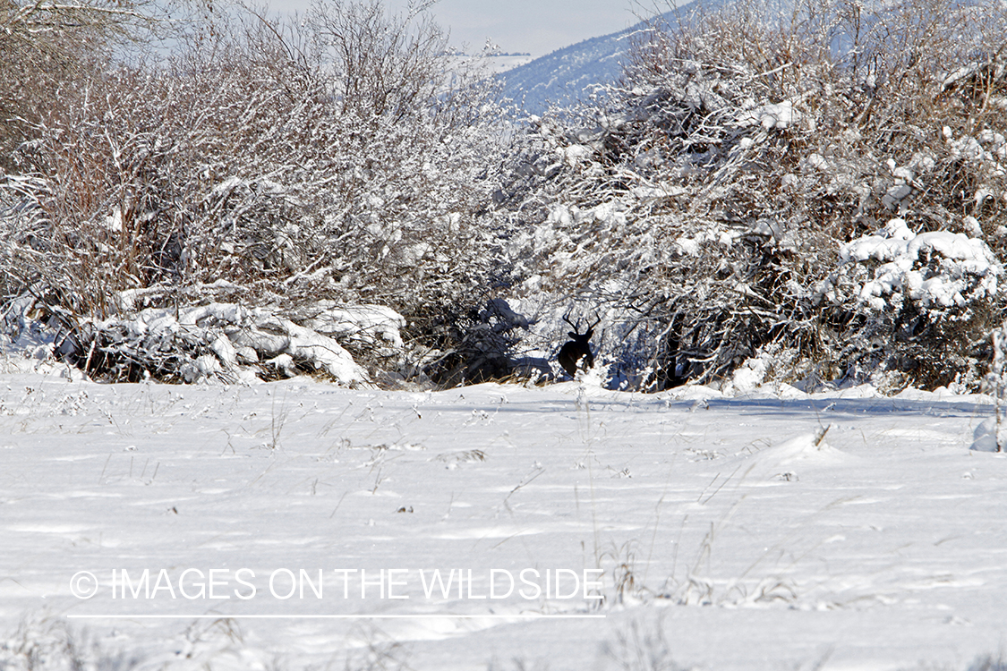 White-tailed buck in winter. 