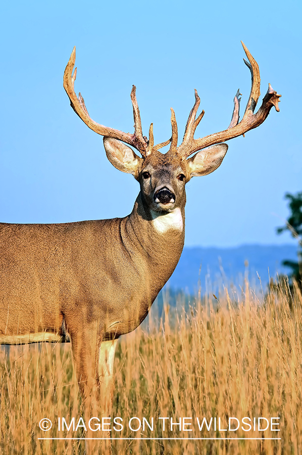 White-tailed buck in habitat. 