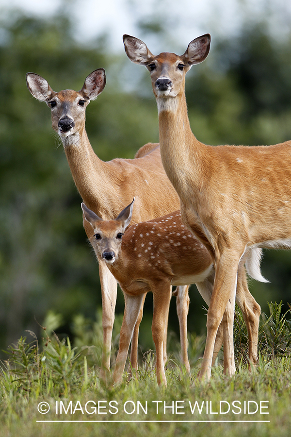 White-tailed does with fawn. 