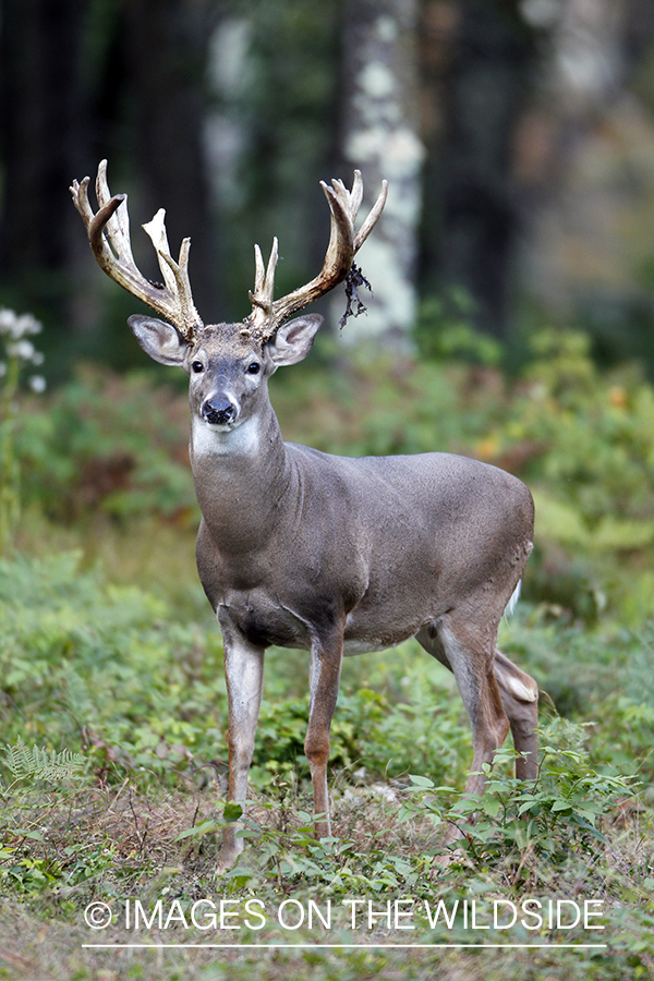 White-tailed buck shedding velvet.  