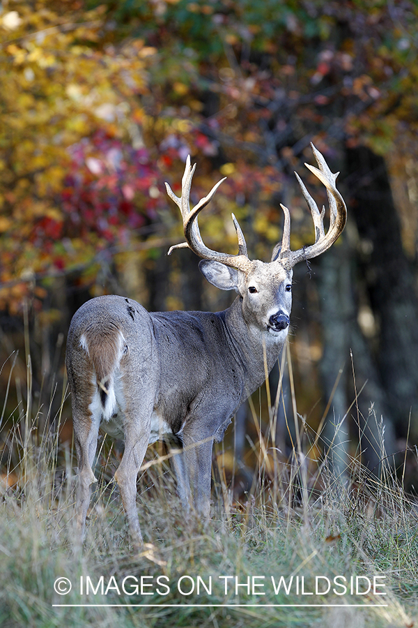 White-tailed buck in habitat. 