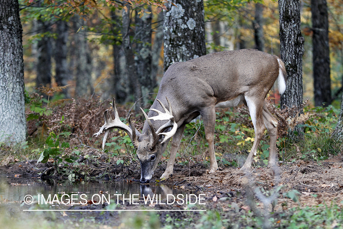 White-tailed buck in habitat. 