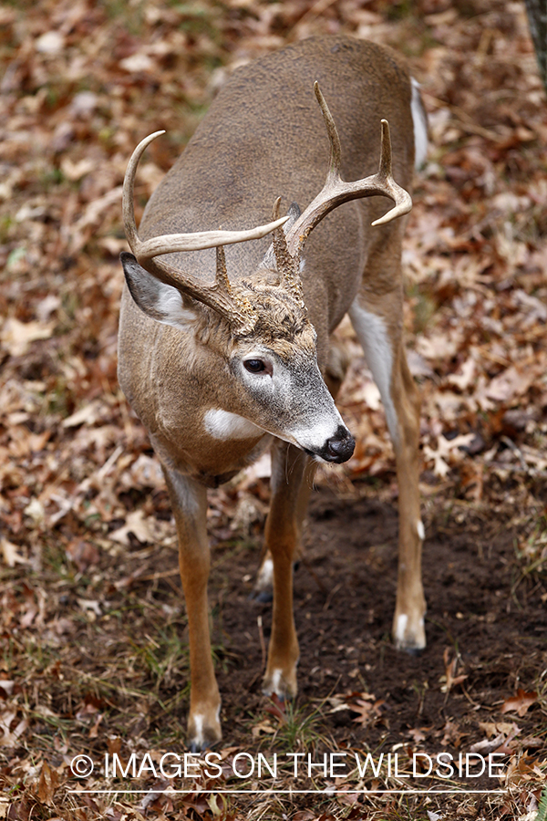 White-tailed buck making scrape. 