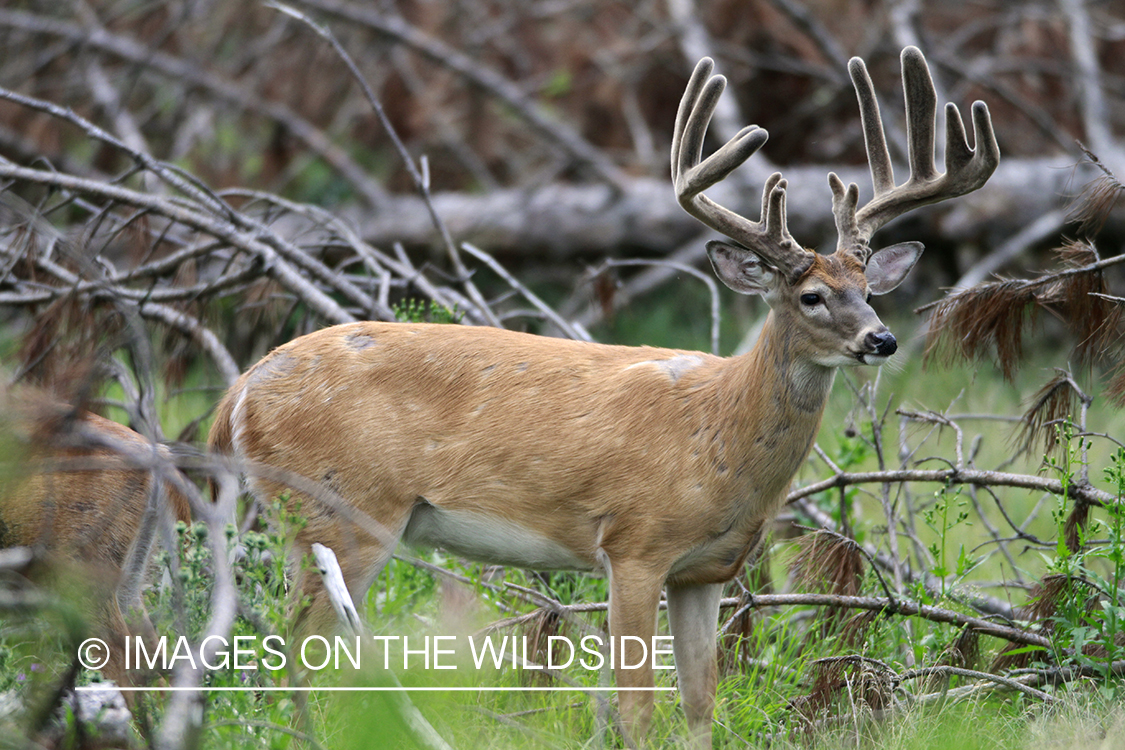 White-tailed buck in velvet.