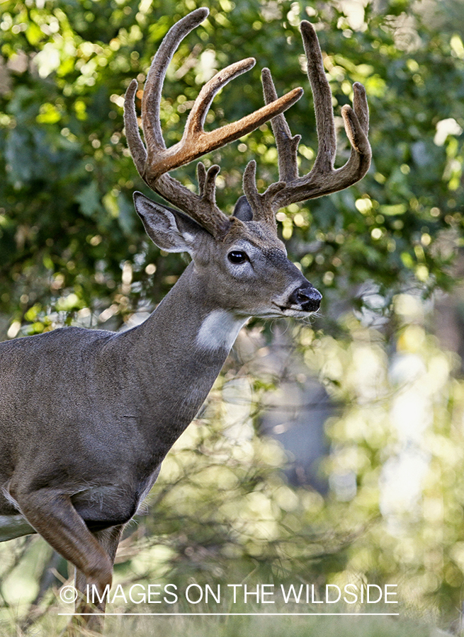 White-tailed buck in habitat. (Original Image # 00271-063.51D)