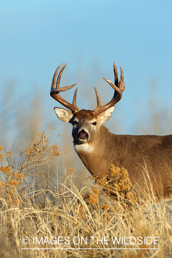 White-tailed buck in habitat.