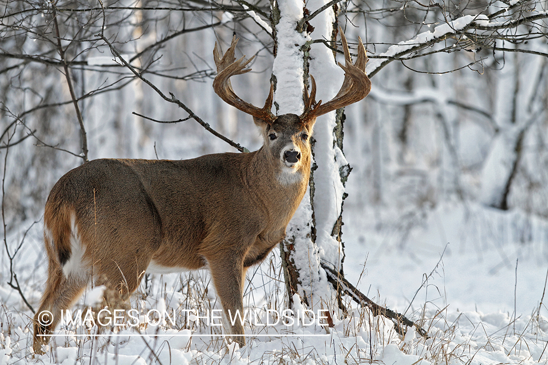 White-tailed buck in winter habitat.