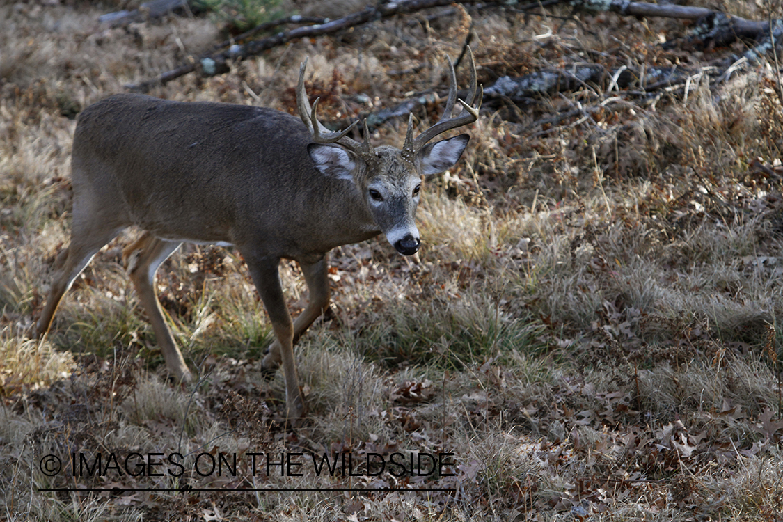 White-tailed buck in habitat.