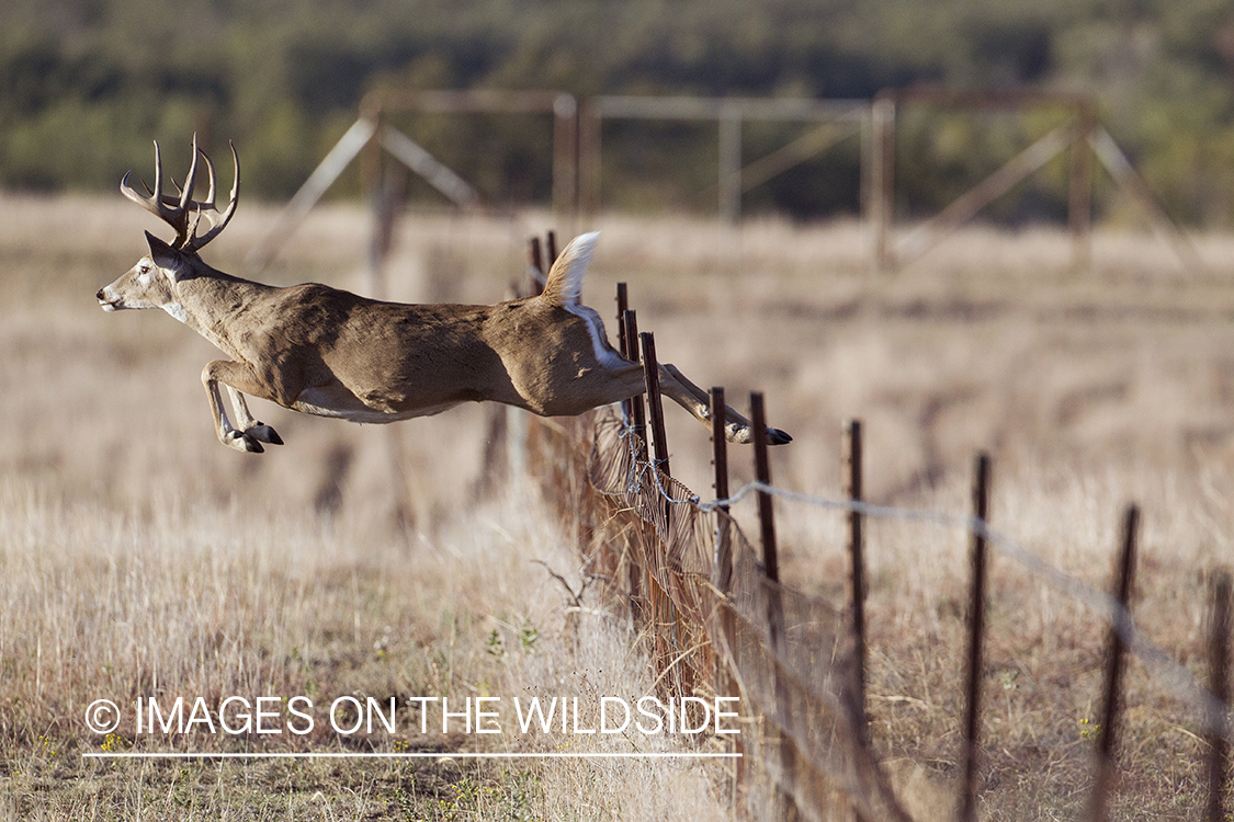 White-tailed buck leaping fence.