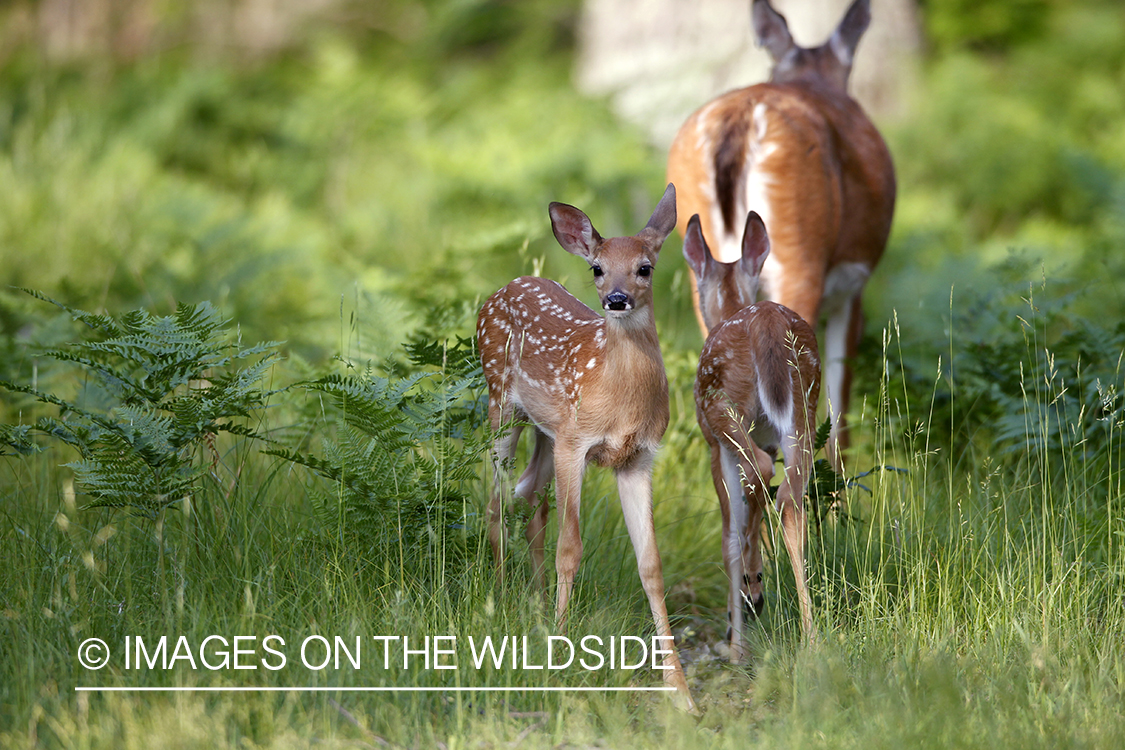 White-tailed fawns in habitat.