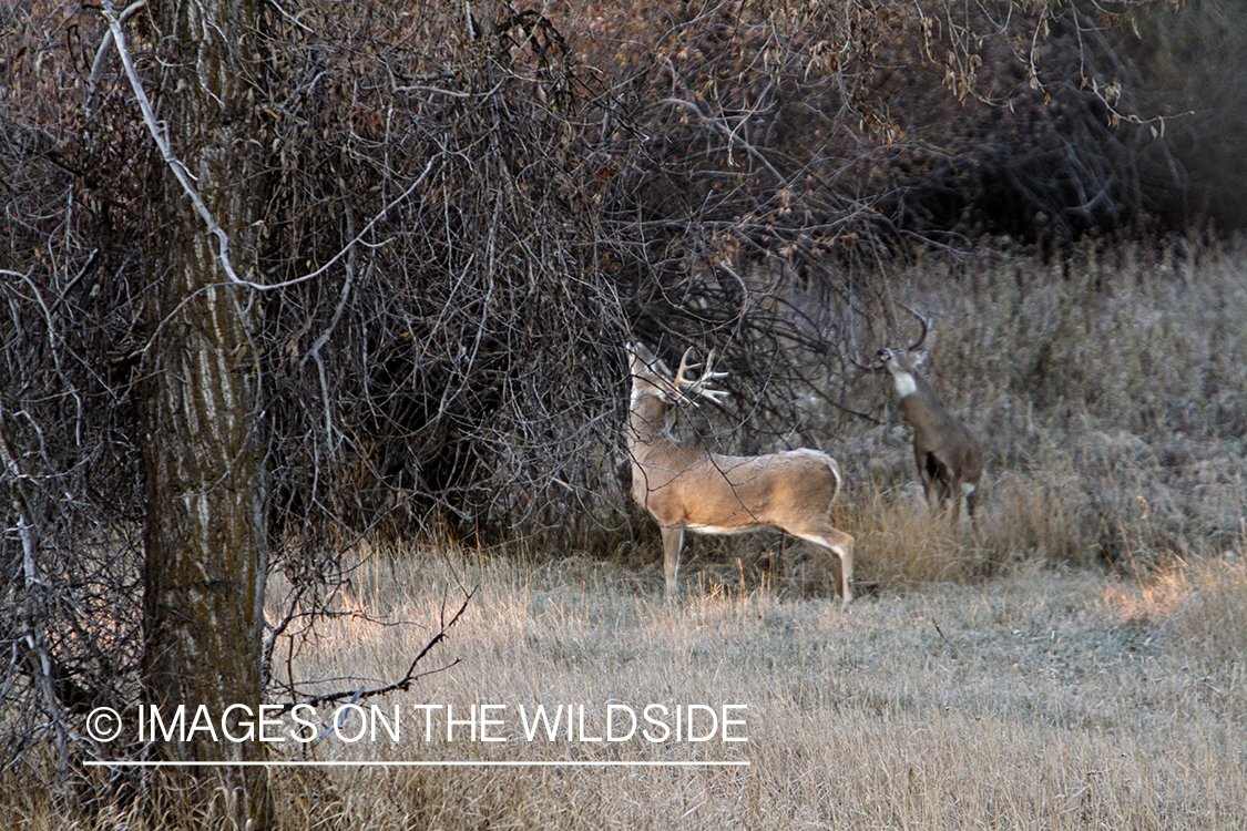 View of white-tailed deer in habitat from tree stand.