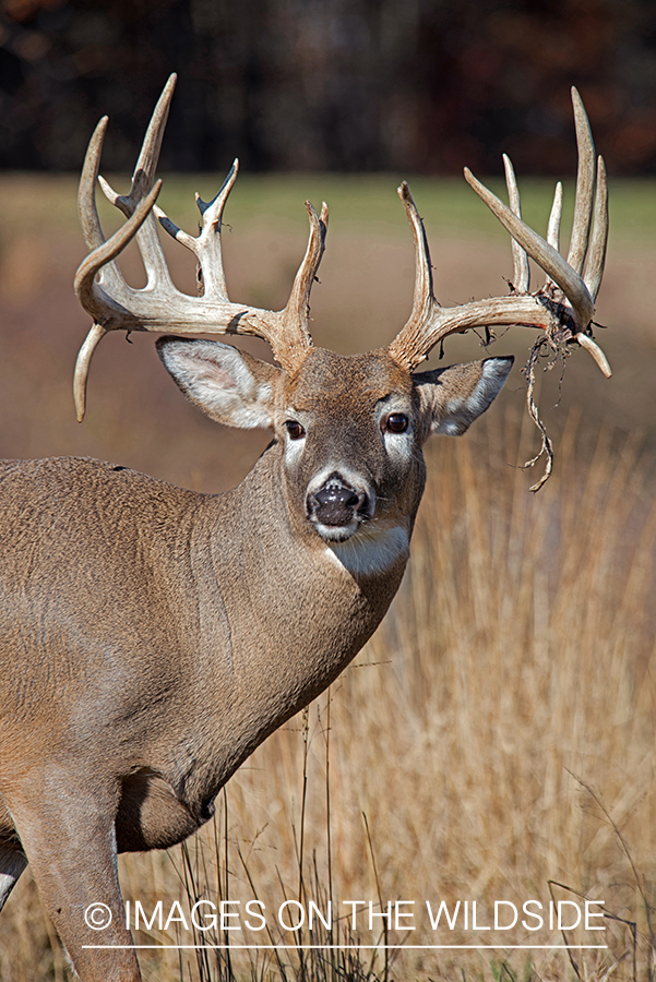 White-tailed buck losing velvet.