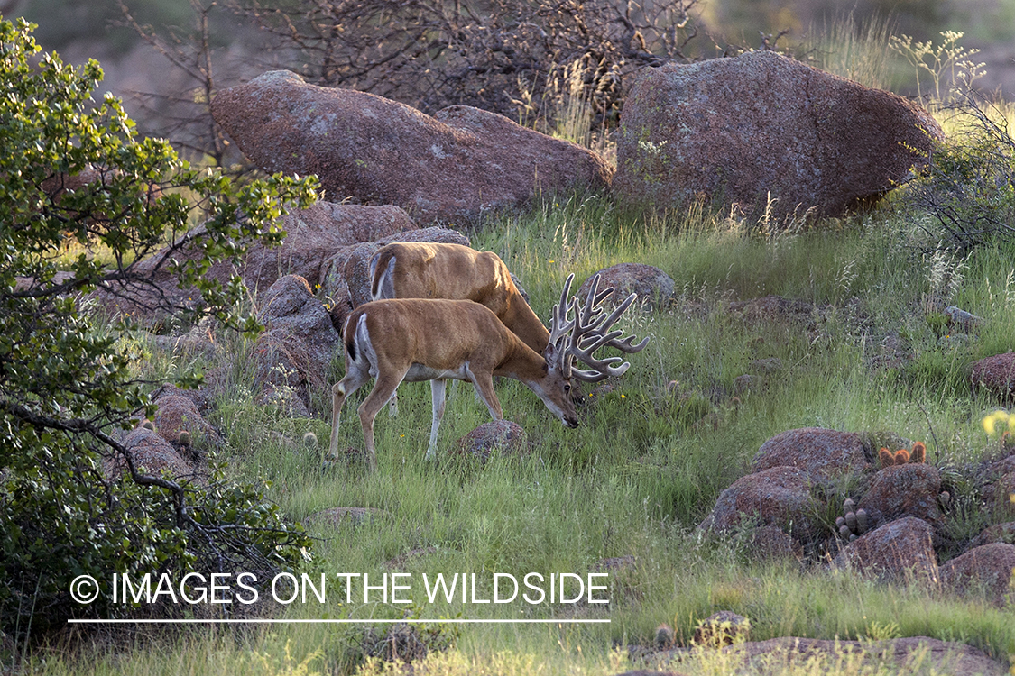 White-tailed bucks in velvet.