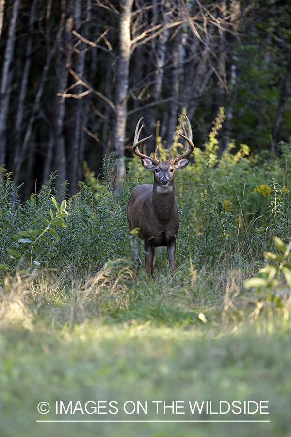 White-tailed buck in habitat.