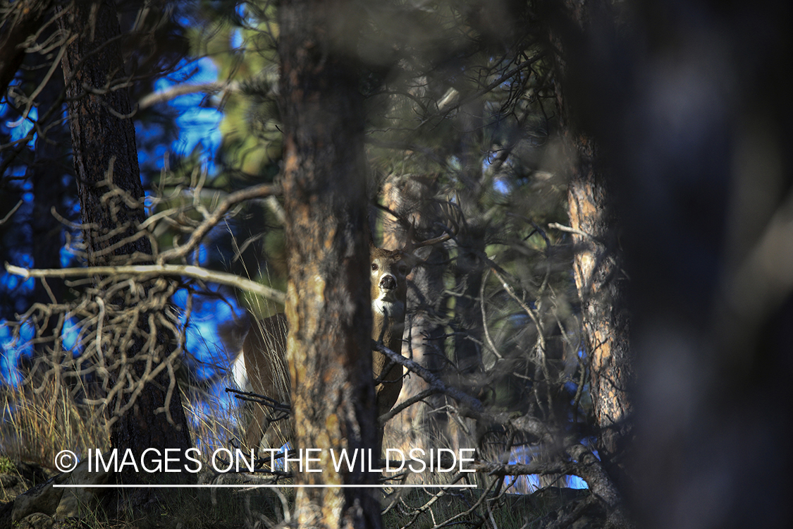 White-tailed buck in habitat.