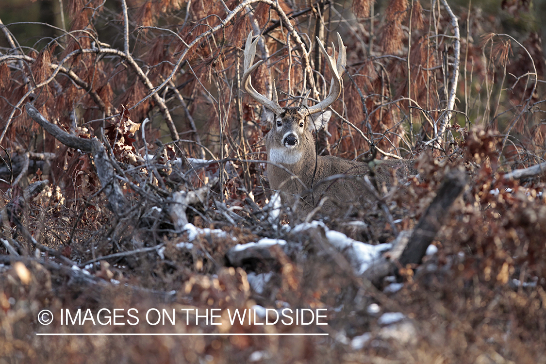 White-tailed buck in habitat. 