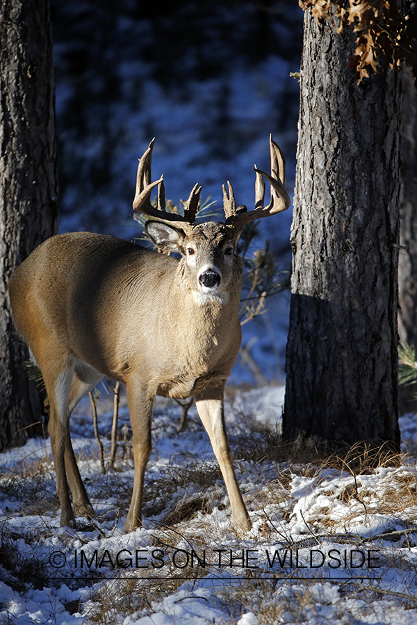 White-tailed buck in winter habitat.