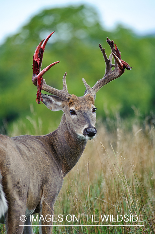 White-tailed deer shedding velvet.