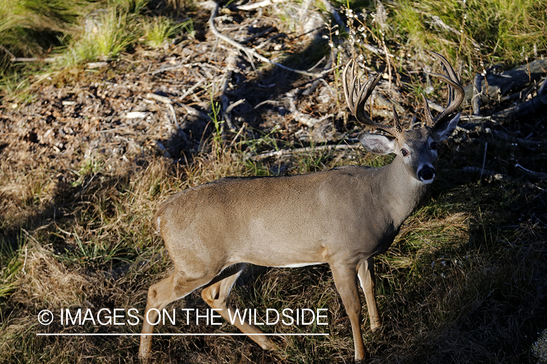 White-tailed buck photographed from tree stand.