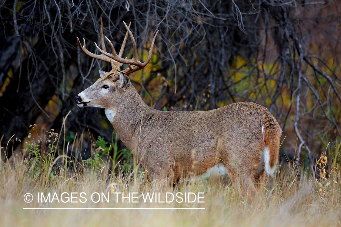 White-tailed deer buck in the Rut.