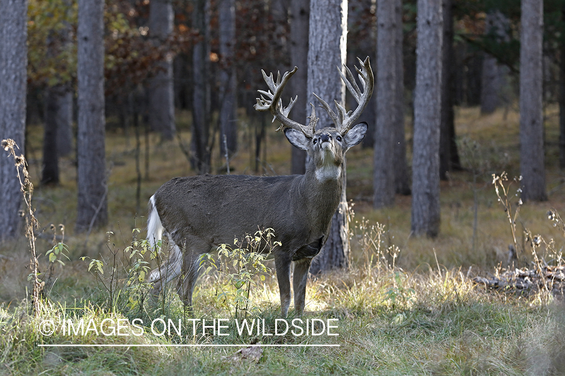 White-tailed buck sniffing air.