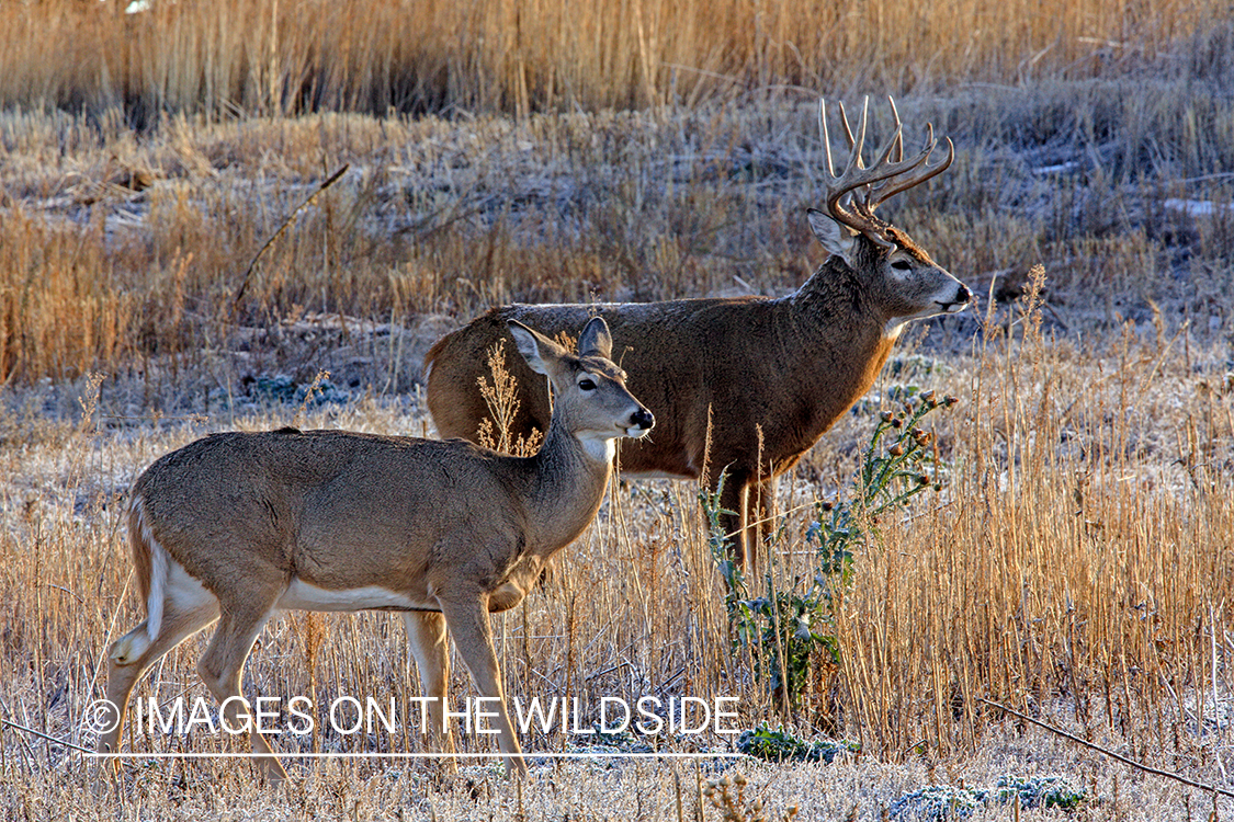 White-tailed buck with doe.