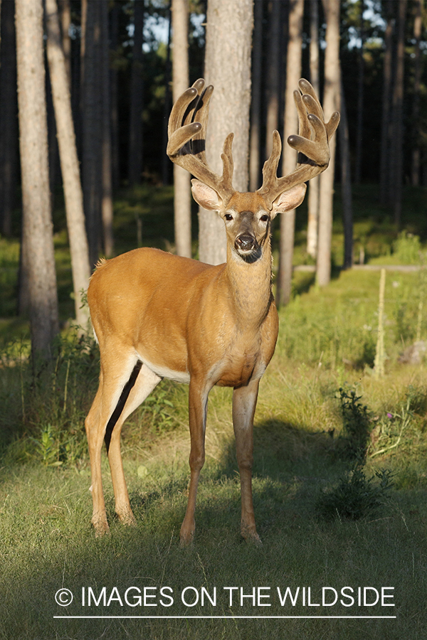 White-tailed buck in velvet.